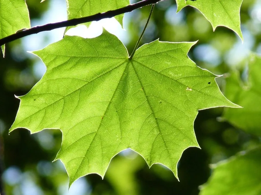 Czy klony ozdobne są dobrym wyborem do każdego ogrodu?
