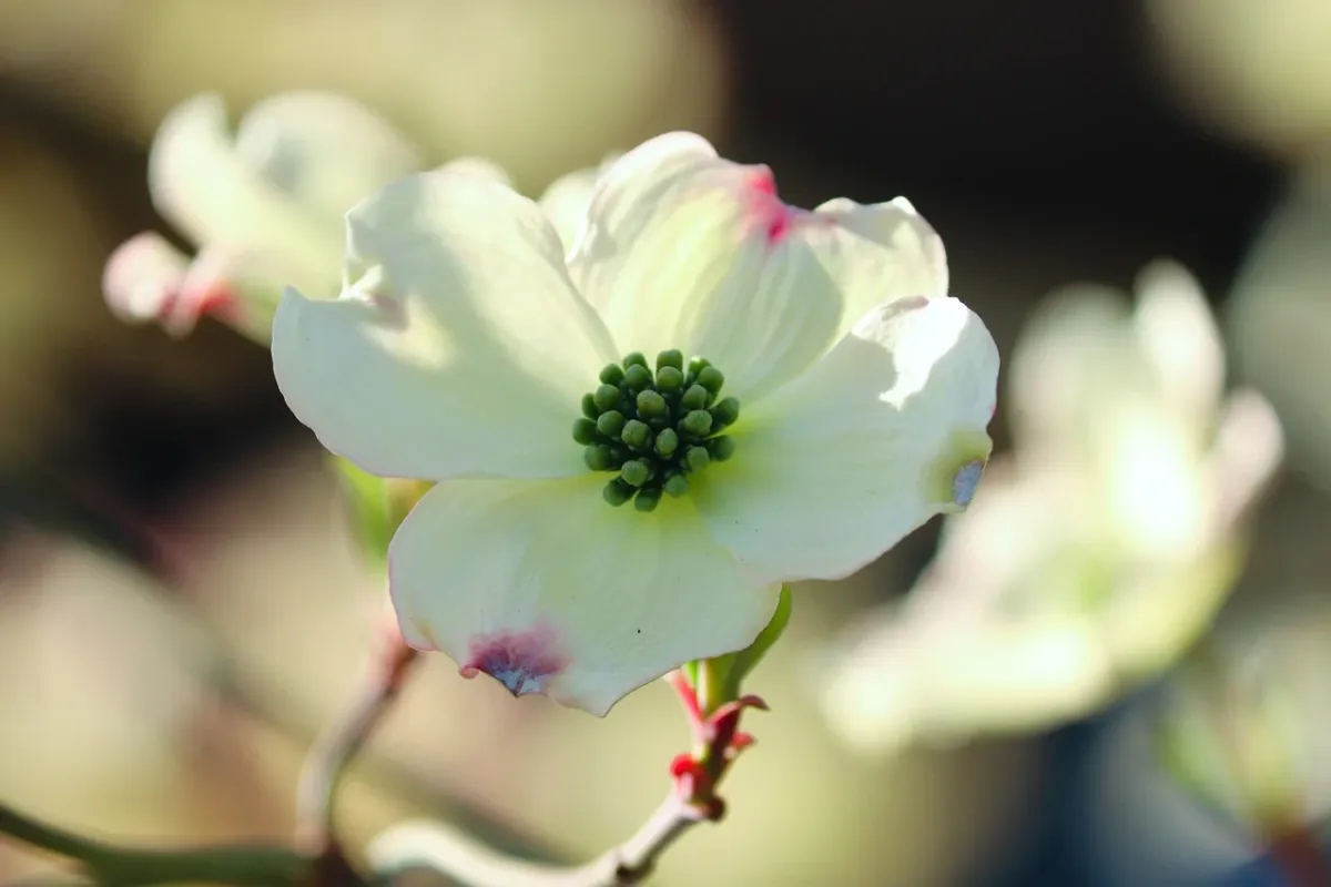 Kwitnący krzew derenia (Cornus florida) z licznymi białymi kwiatami w ogrodzie.